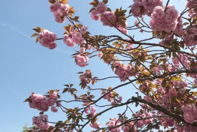 Routines & Organisation