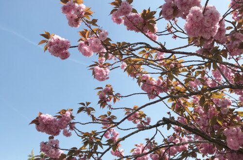 Routines & Organisation